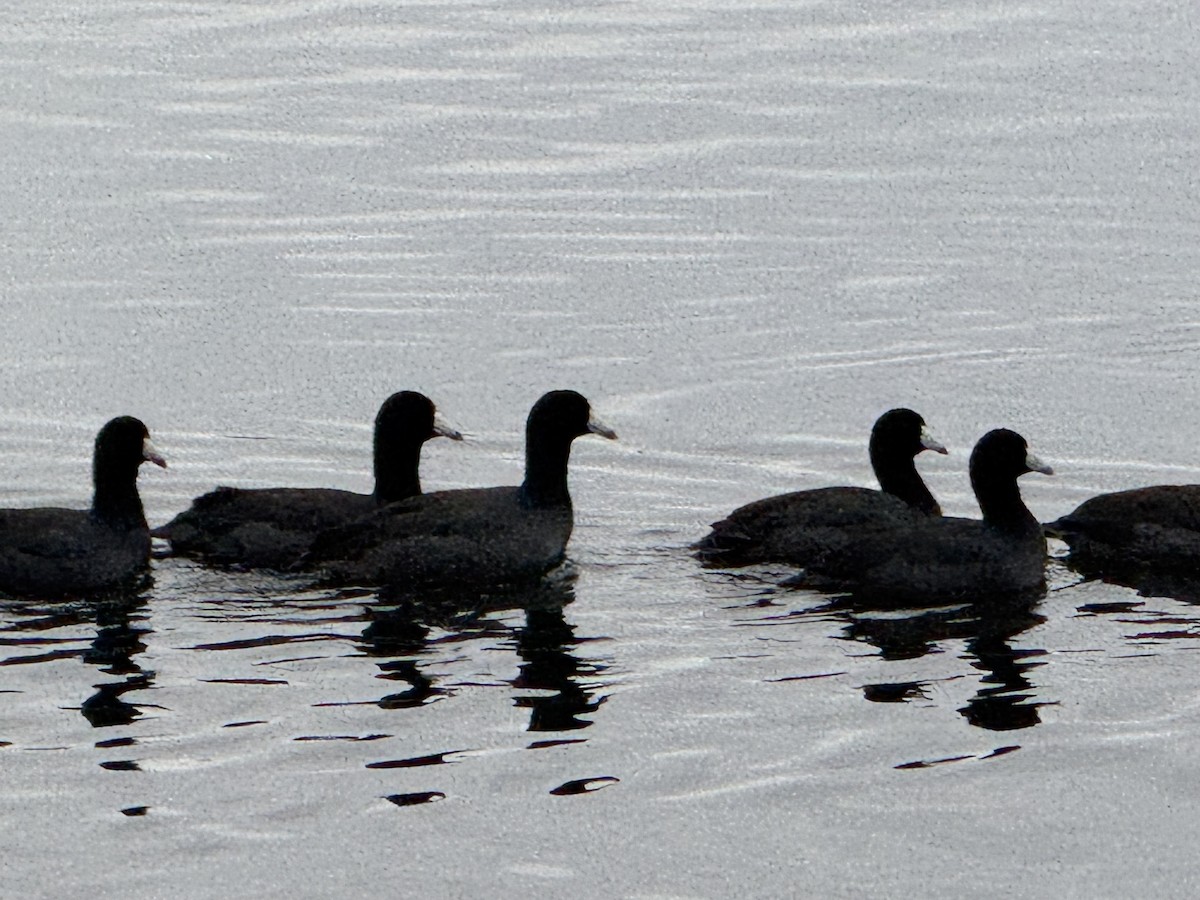 Kopetazuri amerikarra - ML645868863