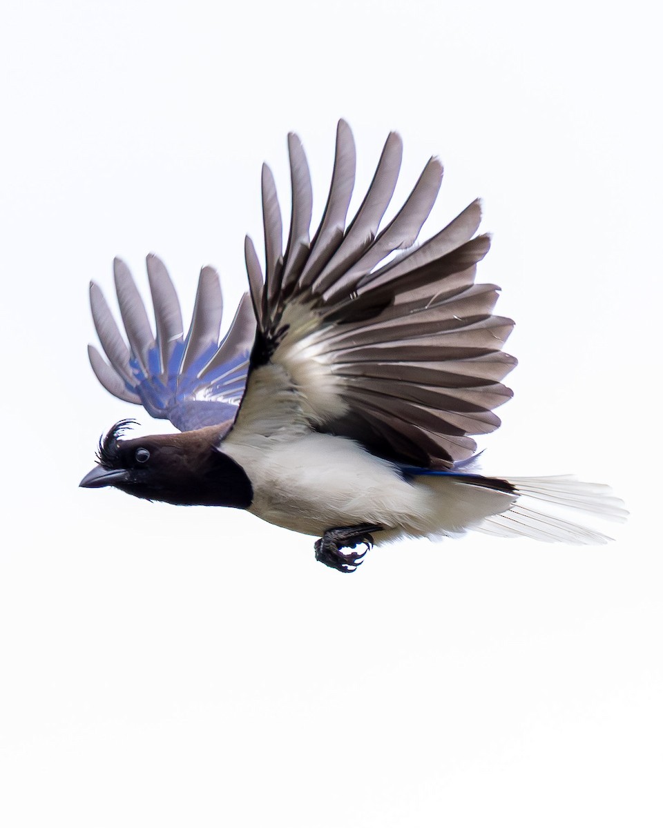 Curl-crested Jay - ML645868865