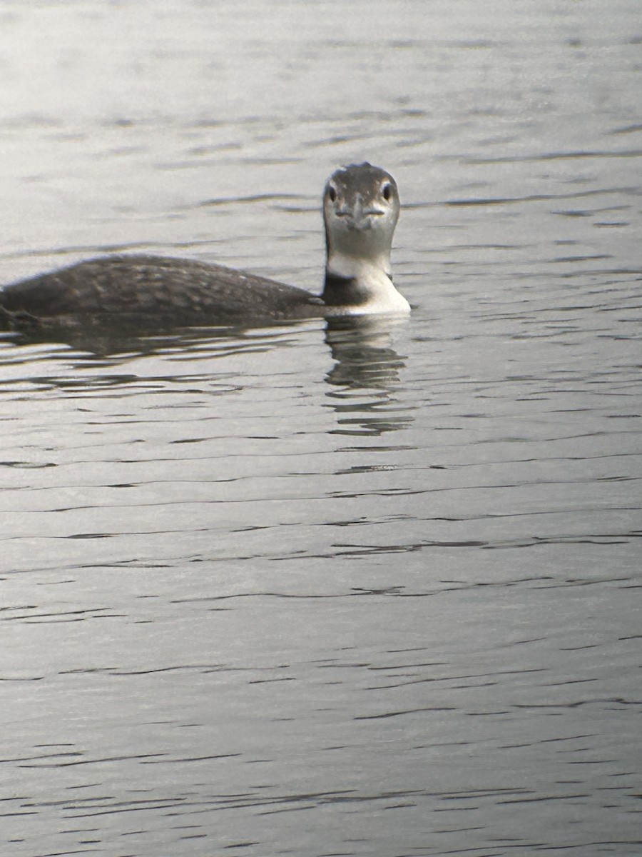 Common Loon - ML645868868
