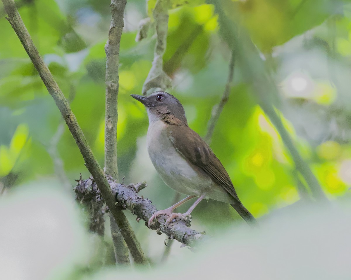 Brown-chested Alethe - ML645868871