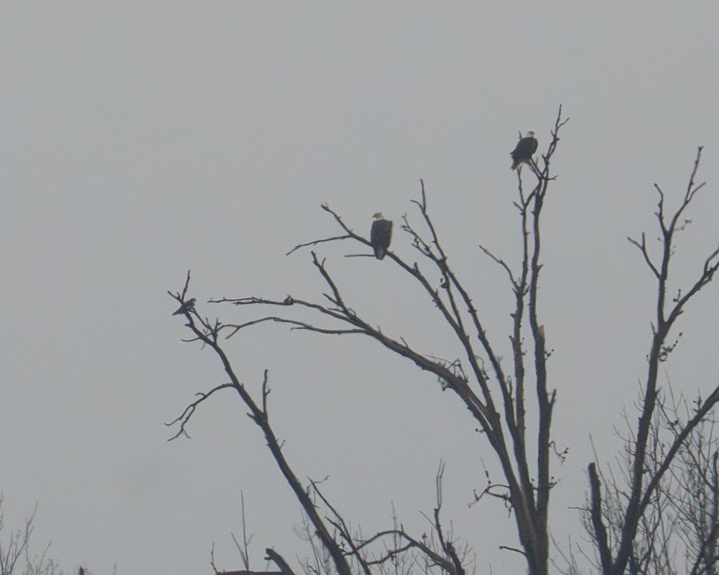 sokol stěhovavý - ML645868908