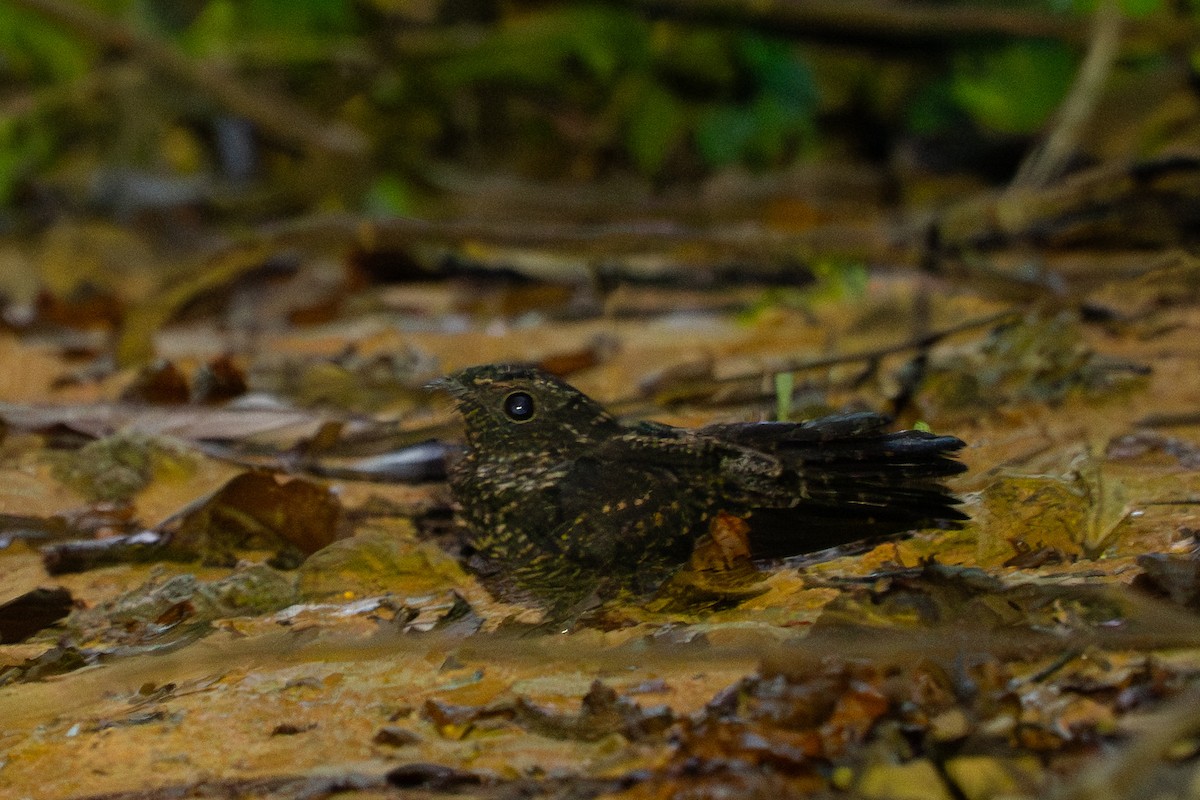 Blackish Nightjar - ML645868909