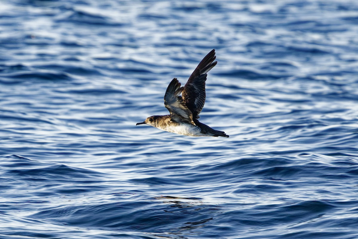 Hutton's Shearwater - ML645868910