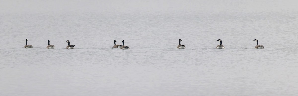 Canada Goose - ML645868912
