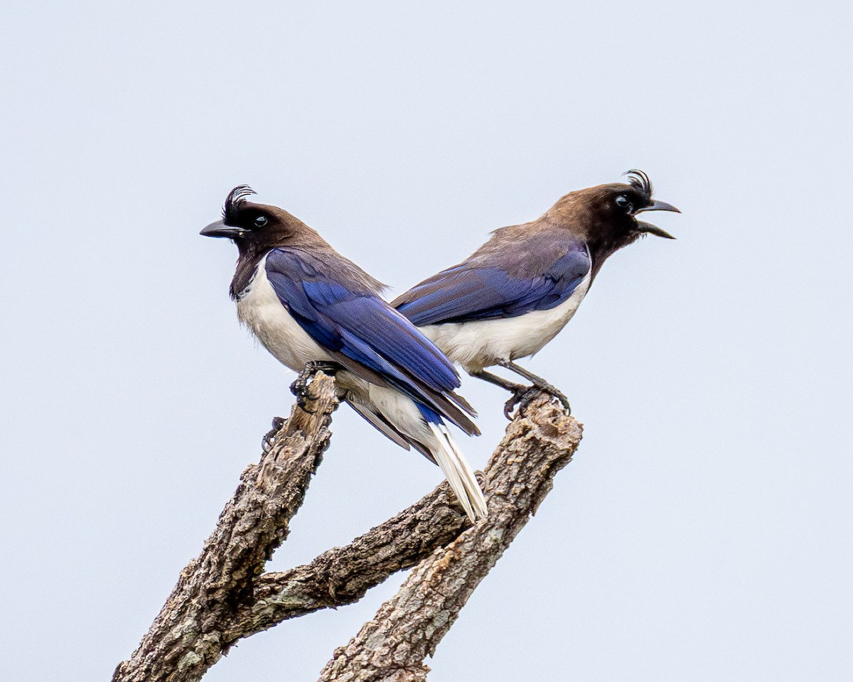 Curl-crested Jay - ML645868913