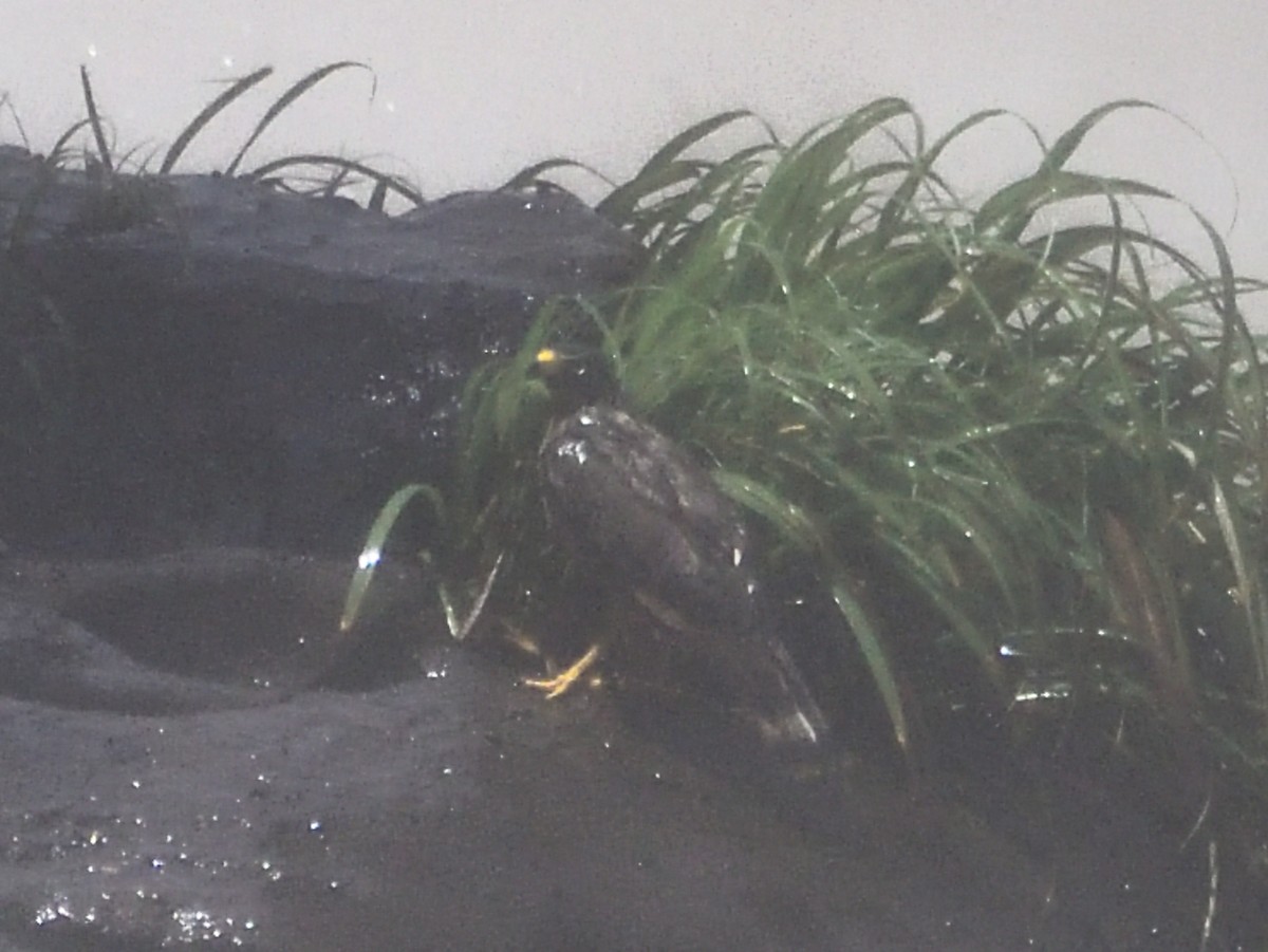 Great Black Hawk - ML645868914