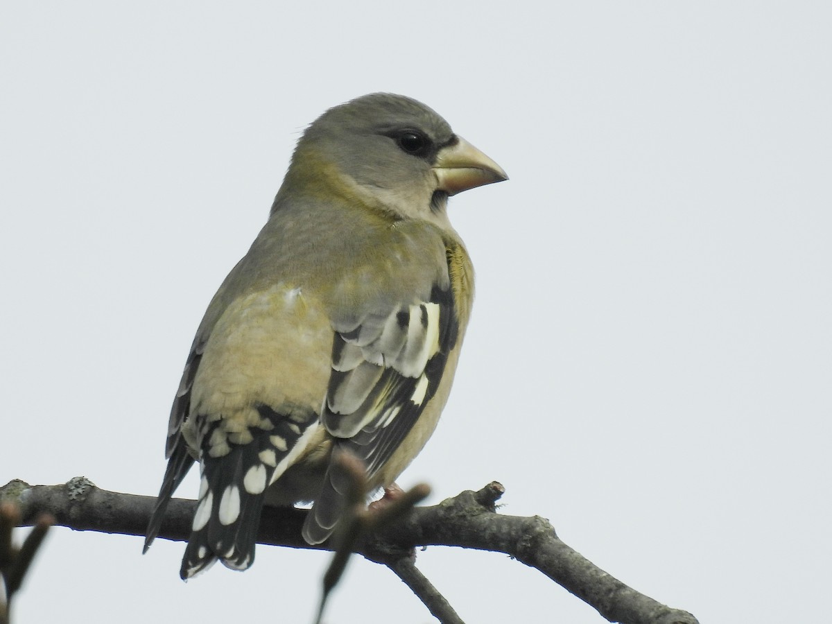 Evening Grosbeak - ML645868915