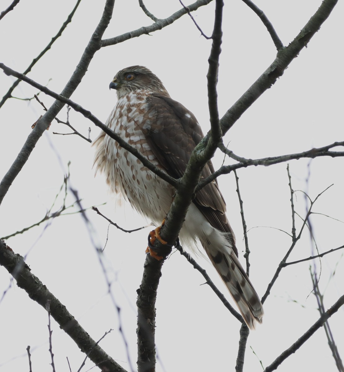 Sharp-shinned Hawk - ML645868916