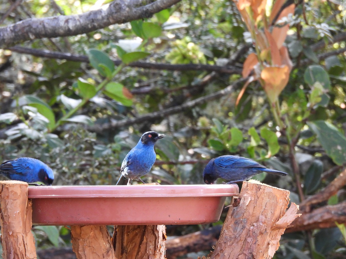 Masked Flowerpiercer - ML645868917