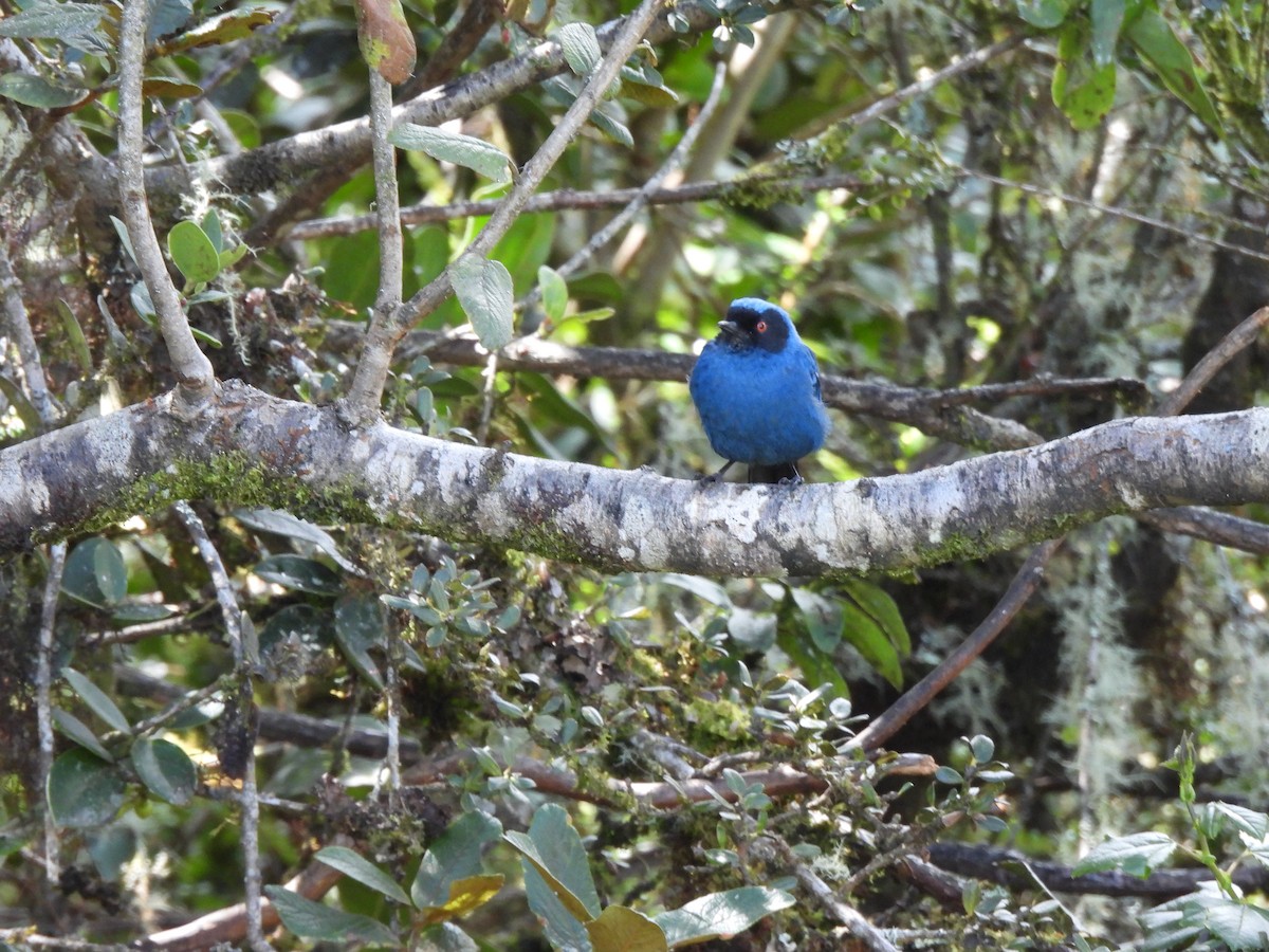 Masked Flowerpiercer - ML645868918