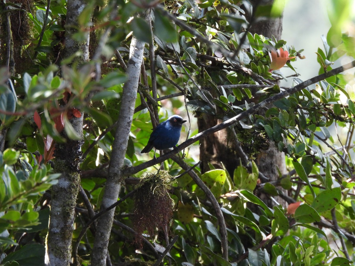 Masked Flowerpiercer - ML645868919