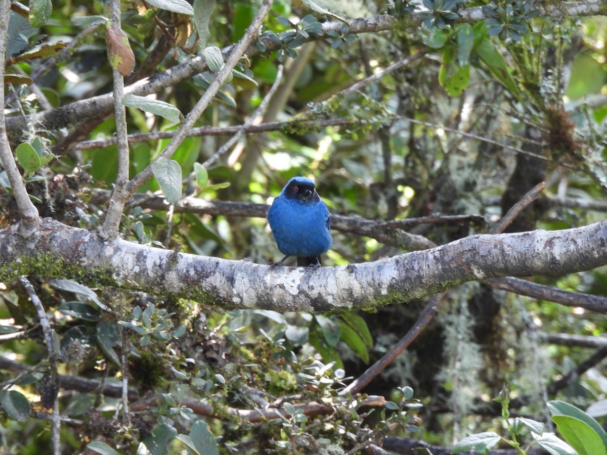 Masked Flowerpiercer - ML645868920