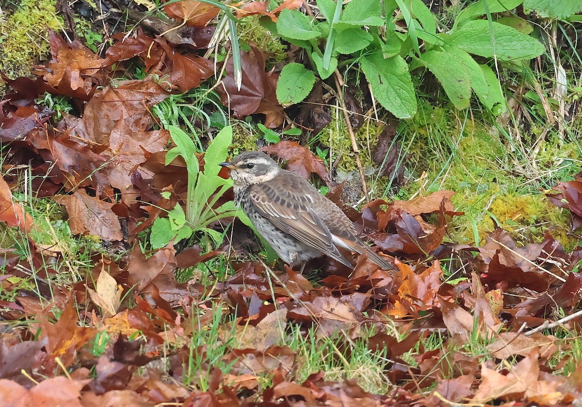 Dusky Thrush - ML645868923