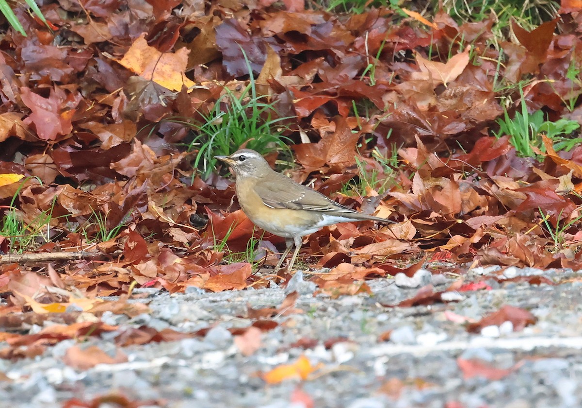 Eyebrowed Thrush - ML645868924