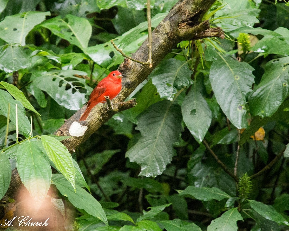 Summer Tanager - ML645868925