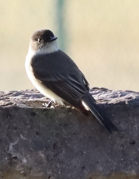 Eastern Phoebe - ML645868926