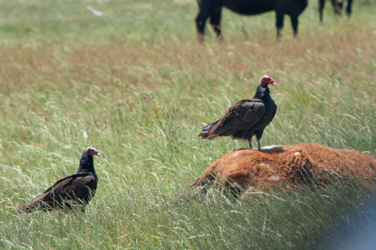 Turkey Vulture - ML645868927