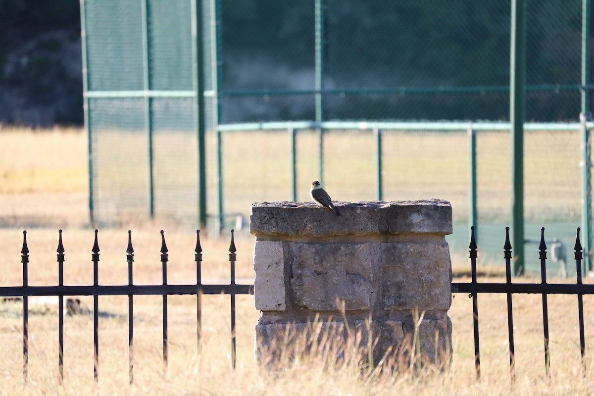Eastern Phoebe - ML645868928