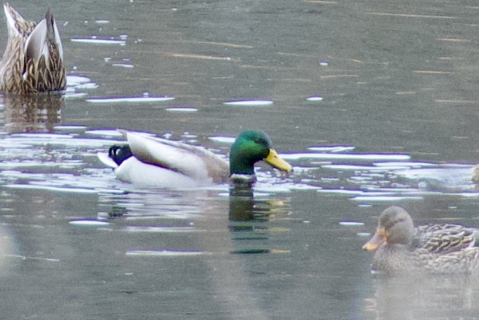 Mallard - ML645868929