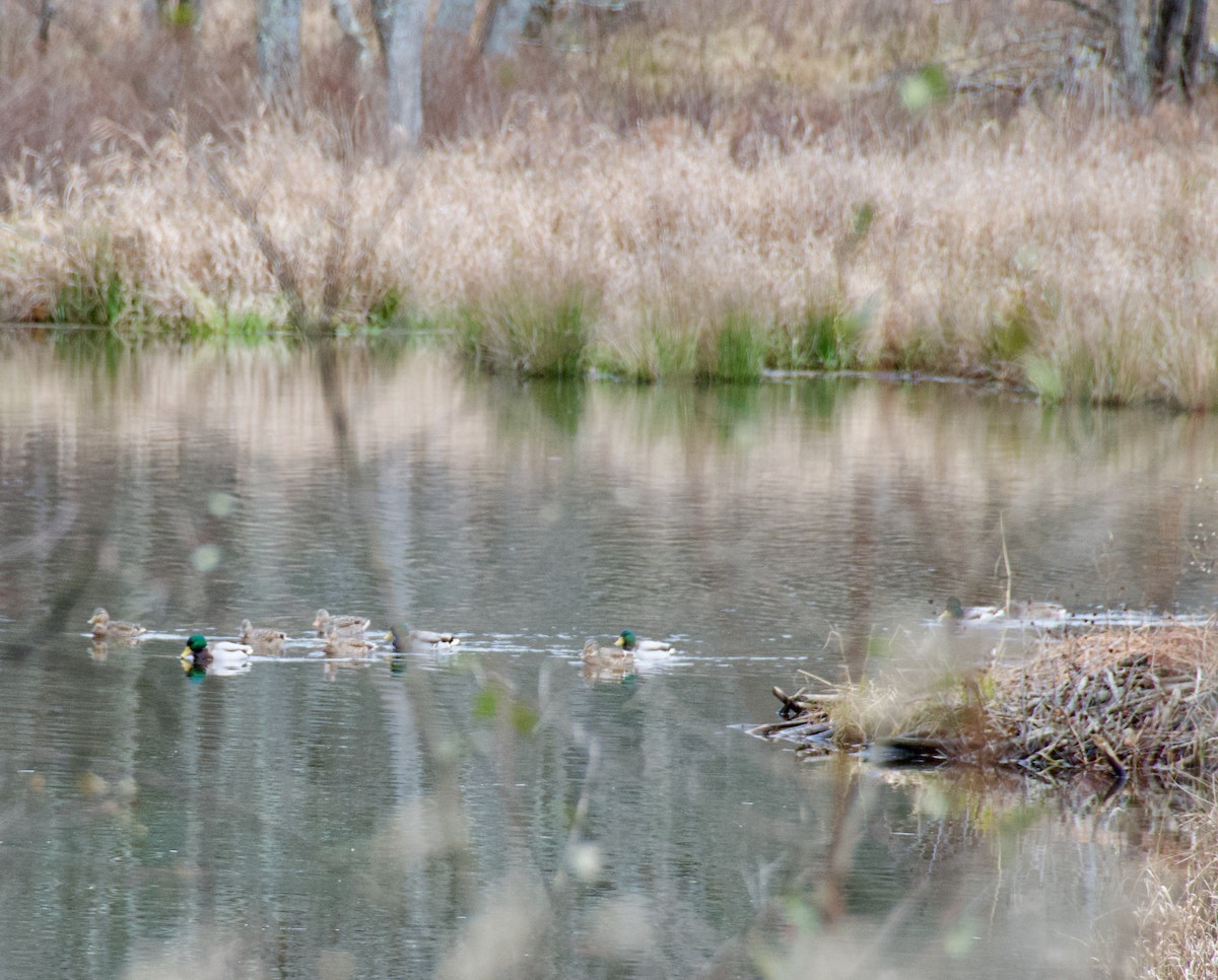 Mallard - ML645868930