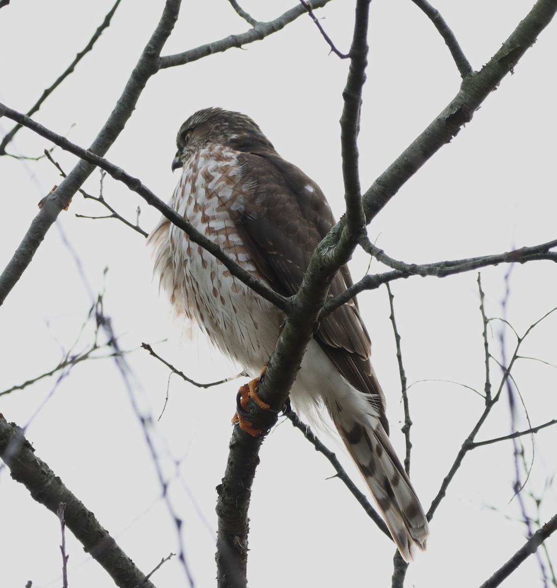 Sharp-shinned Hawk - ML645868931