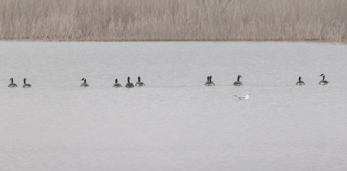 Canada Goose - ML645868932