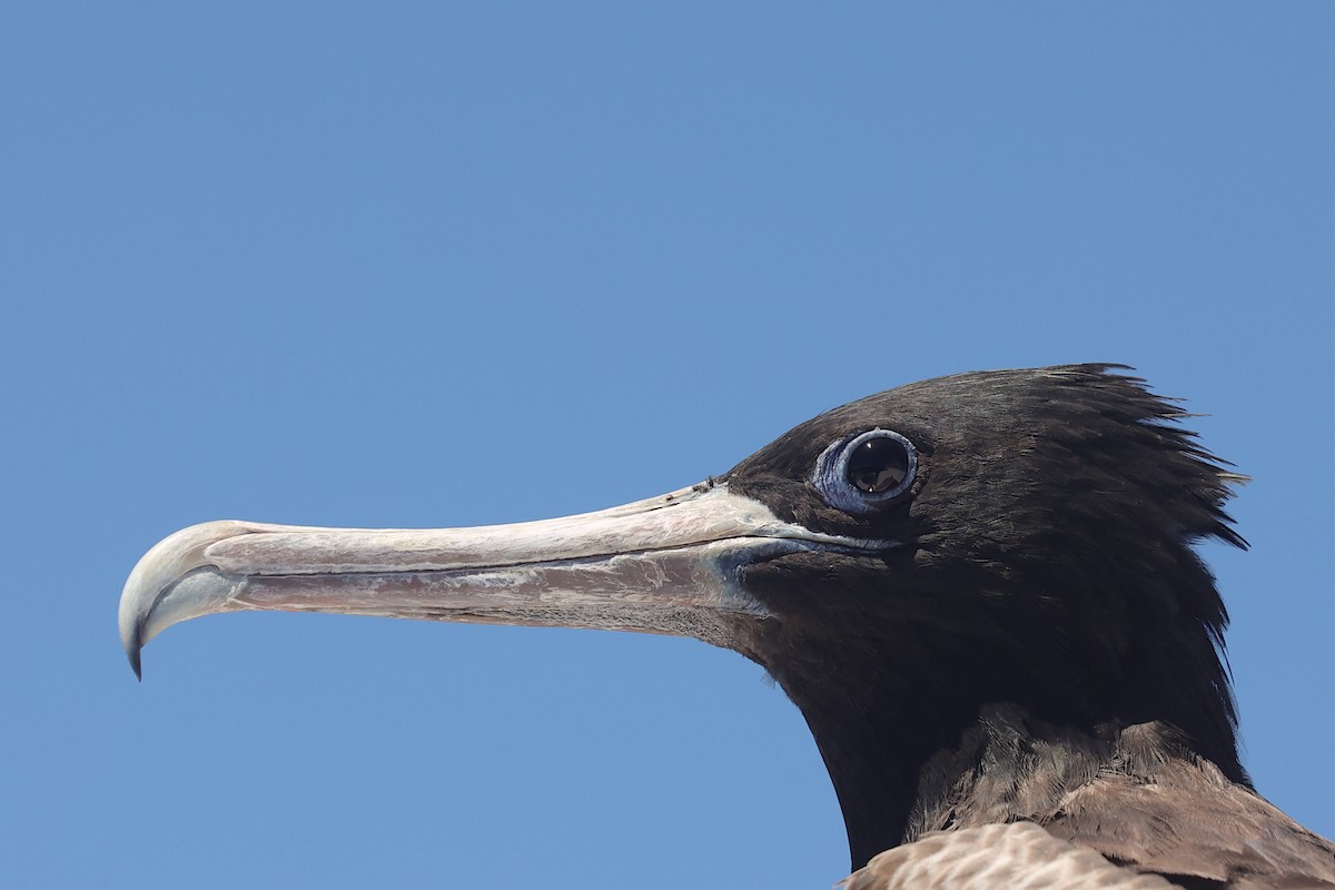 Magnificent Frigatebird - ML645868933