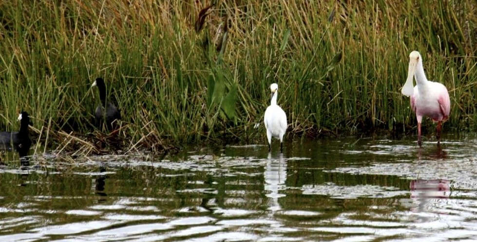 Roseate Spoonbill - ML645868934