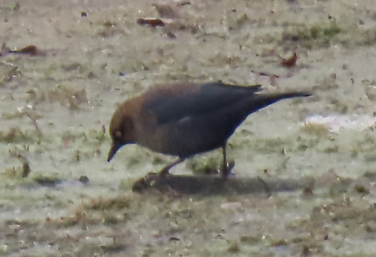 Rusty Blackbird - ML645868935