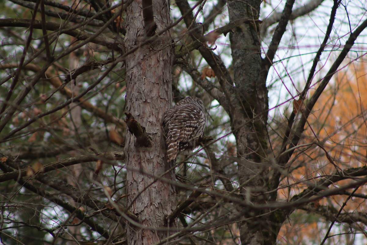 Barred Owl - ML645868936