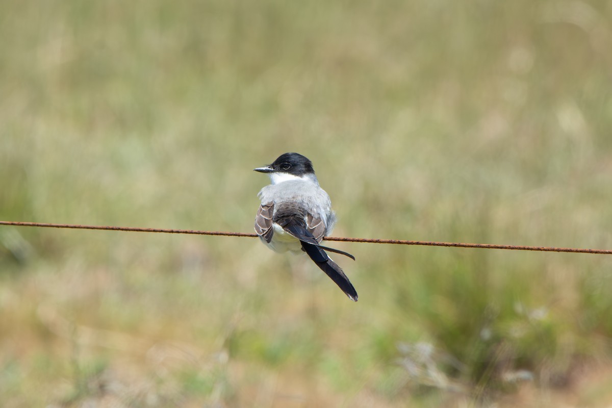Fork-tailed Flycatcher - ML645868937