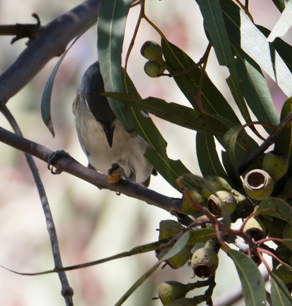 Plumbeous Vireo - ML645868938