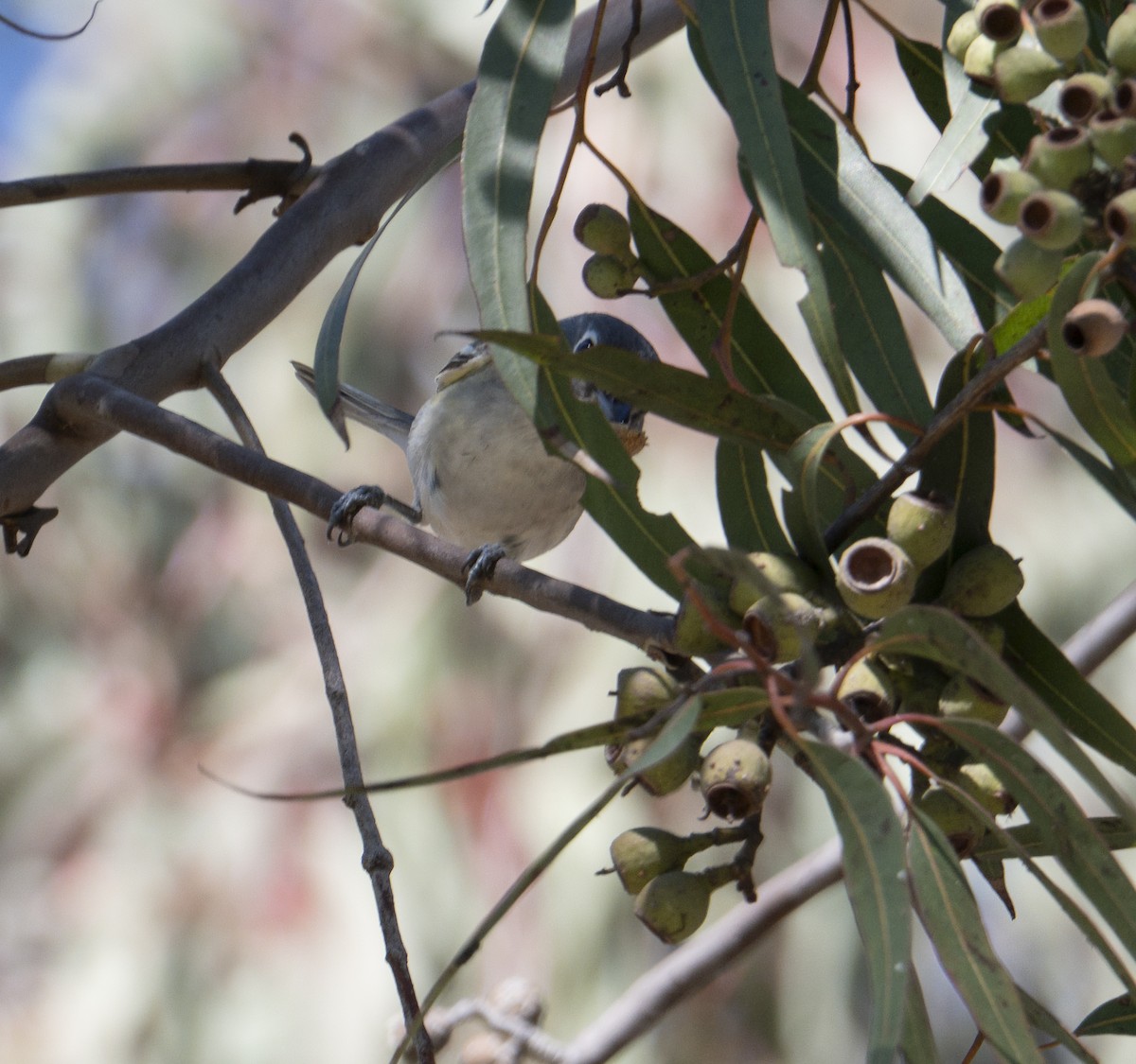 Plumbeous Vireo - ML645868939