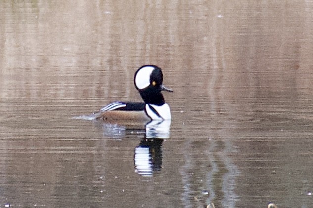 Hooded Merganser - ML645868941