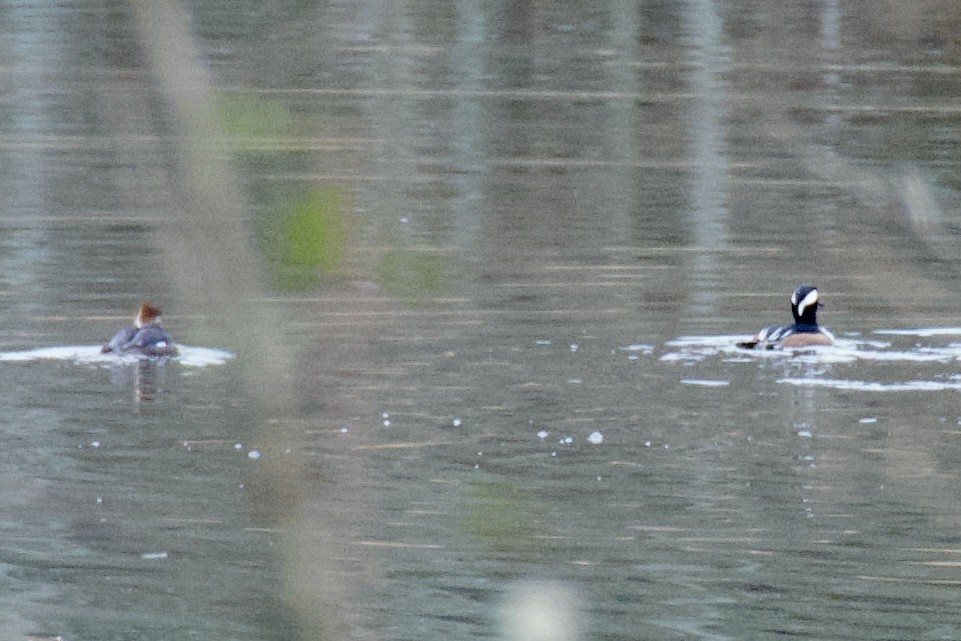Hooded Merganser - ML645868942