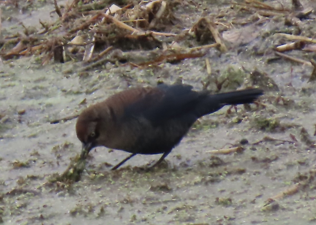Rusty Blackbird - ML645868943