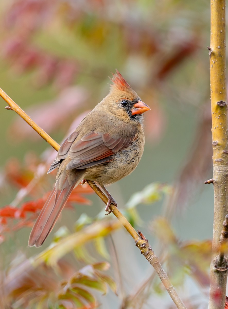 Northern Cardinal - ML645868944