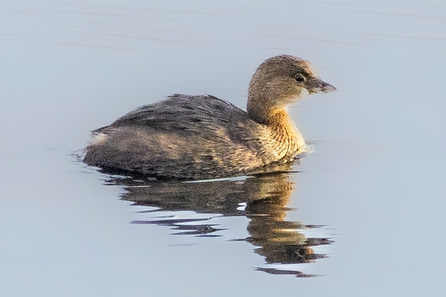 Pied-billed Grebe - ML645868952