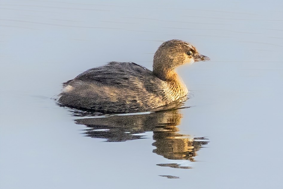 Pied-billed Grebe - ML645868953