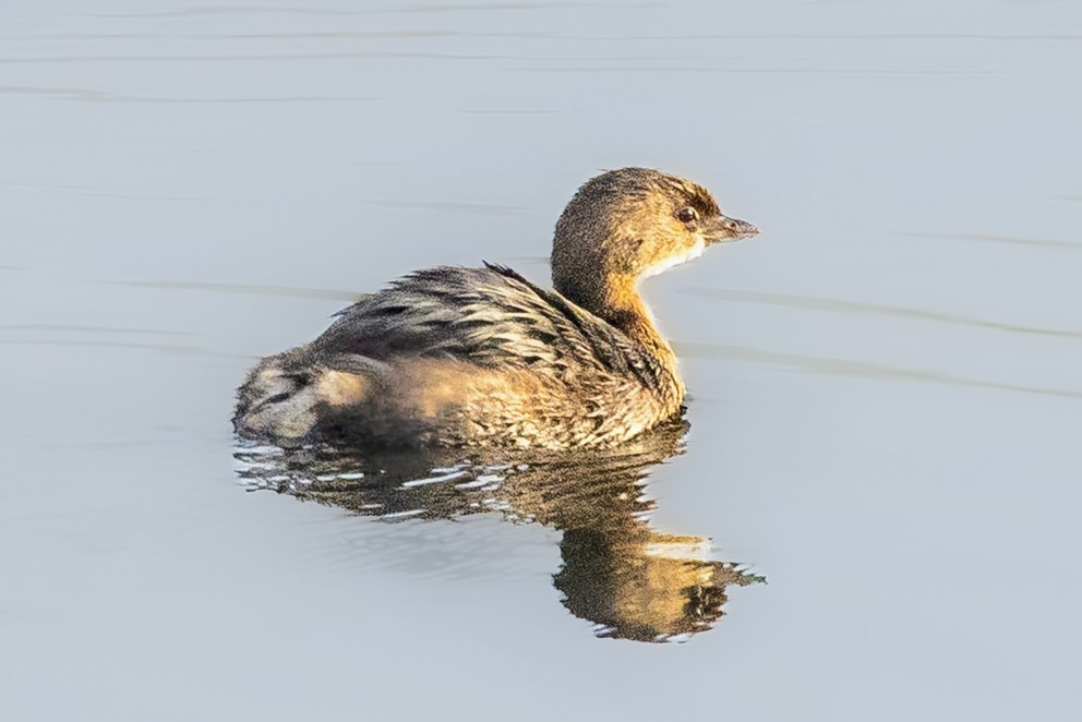 Pied-billed Grebe - ML645868954