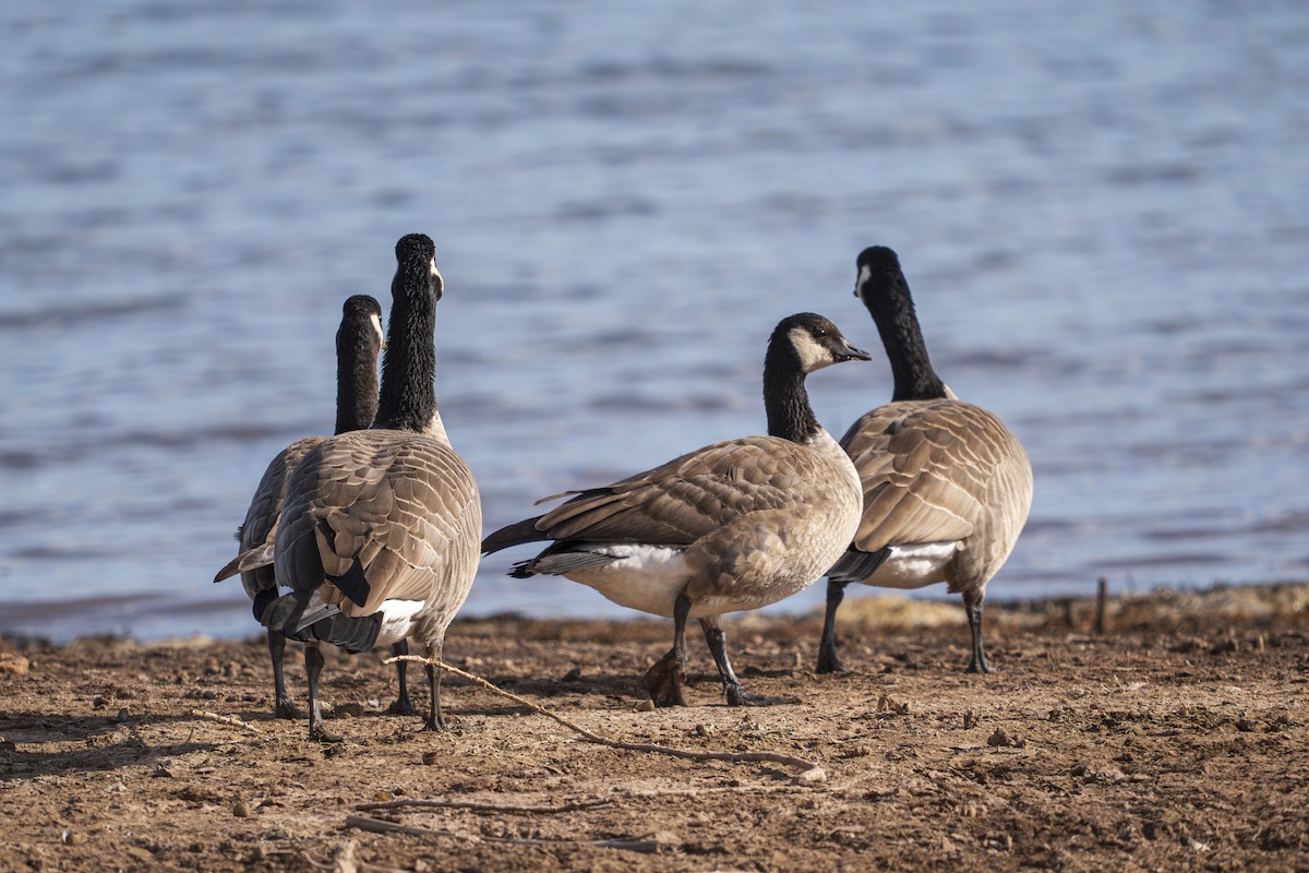 小加拿大雁 - ML645868955