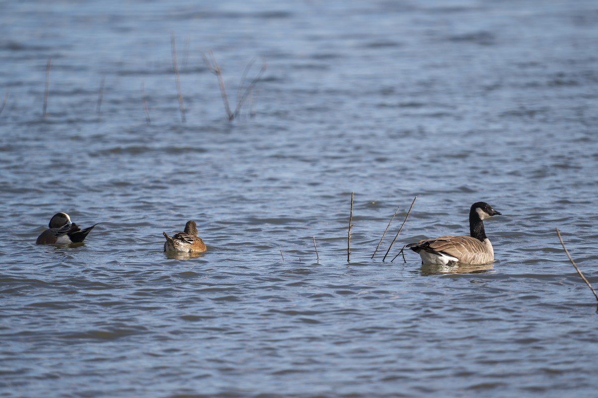 小加拿大雁 - ML645868956