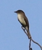 Eastern Phoebe - ML645868959