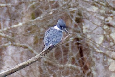 שלדג אמריקני - ML645868972