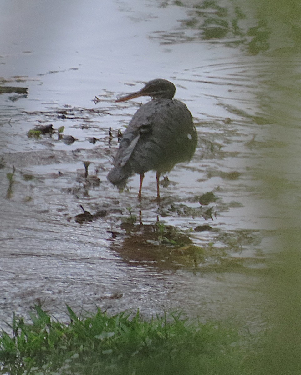 slunatec nádherný - ML645868973