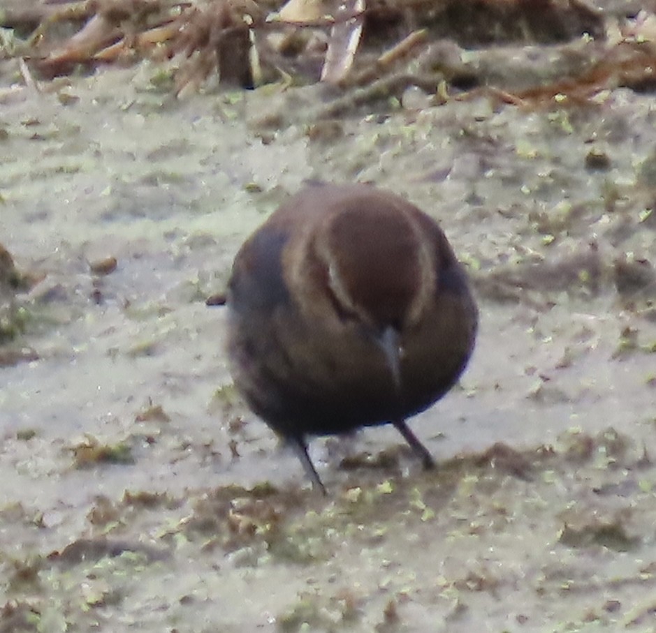 Rusty Blackbird - ML645868974