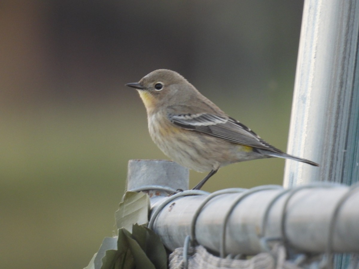 Yellow-rumped Warbler - ML645868981