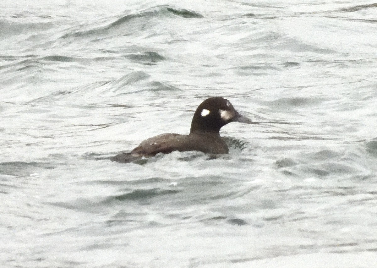 Harlequin Duck - ML645868988
