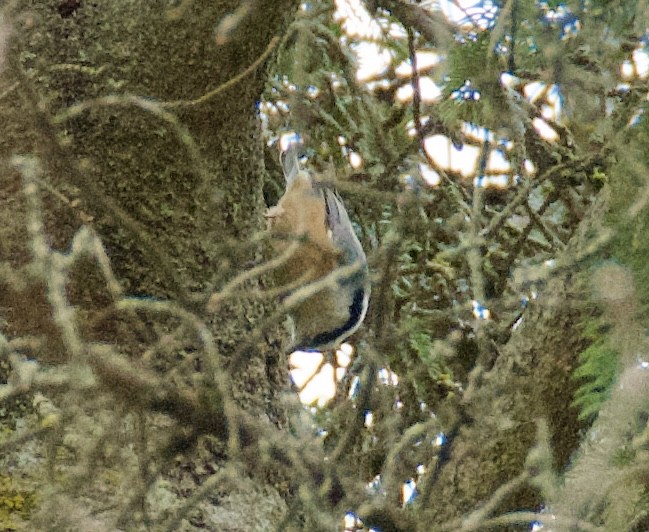 Red-breasted Nuthatch - ML645868996