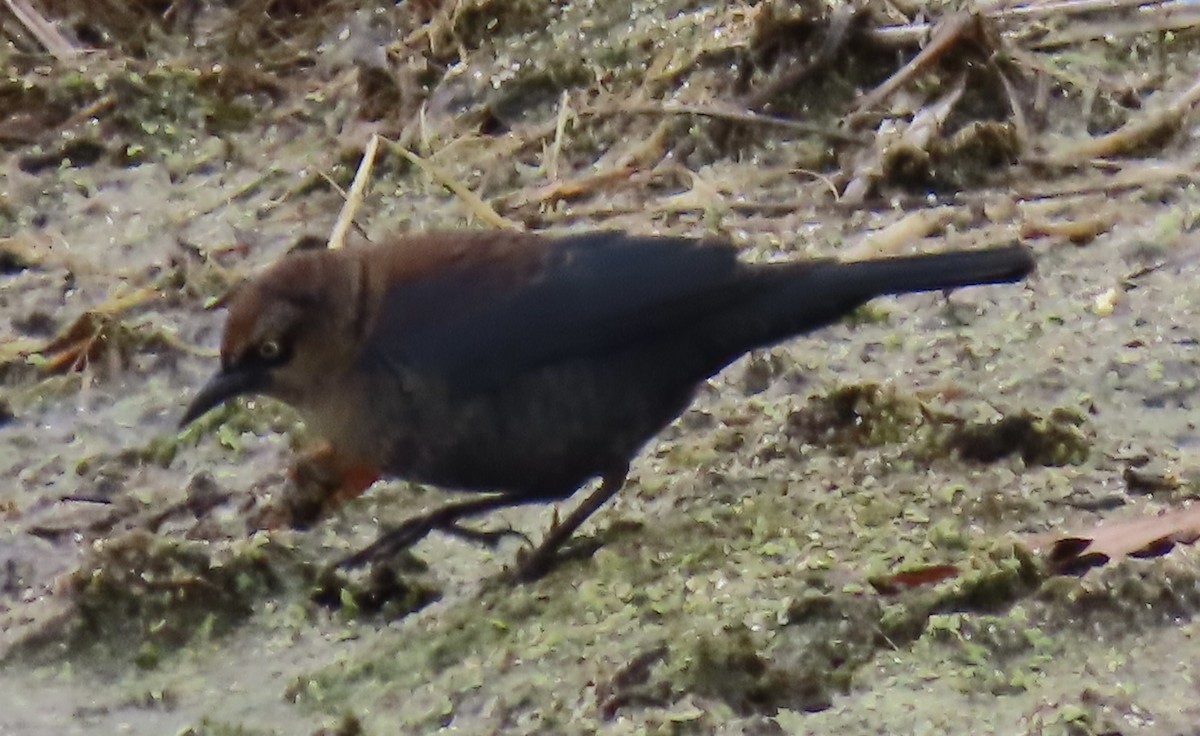 Rusty Blackbird - ML645868997